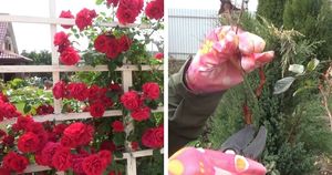 Обрезка любых роз весной по общим правилам. Чтобы ваши розы красиво и пышно цвели весь сезон