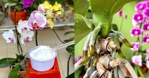 Всего 1 ч. л. порошка предотвращает гниль и грибок орхидеи, стимулирует рост и сохраняет здоровье цветка