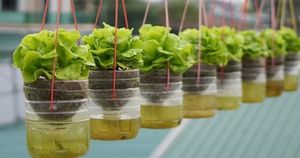 Вырастите салат или любую другую зелень, не поливая и не высаживая в огород. Подвесные горшки с самополивом