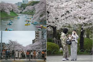 Пик цветения сакуры в Японии