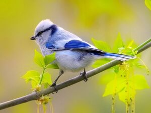 Народные приметы о весенних птицах