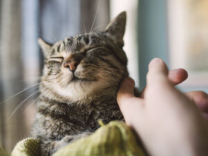 Маленькие ритуалы на счастье: как нам могут помочь домашние животные