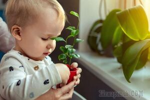 Топ 10 комнатных растений для детской