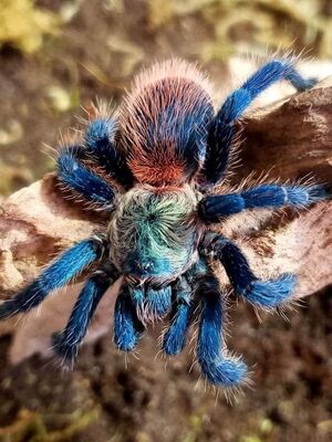 Знакомьтесь: тарантулы! Огромные пауки, живущие по всему миру (6 «милых» фото)