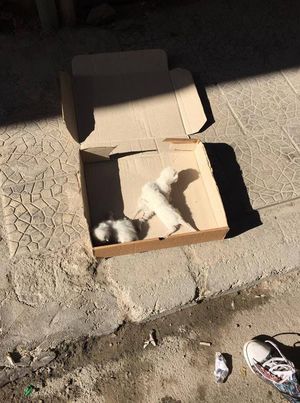 Женщина находит коробку с брошенными котятами и знает, что должна сделать.