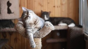 Знают больше, чем кажется: ученые выяснили, что кошкам известно о хозяевах