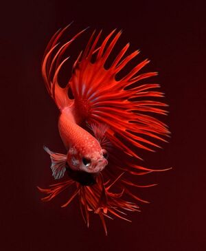Красота и изящность: 15 потрясающих фотографий аквариумных рыбок
