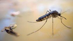 Внедрение первой в мире вакцины против малярии набирает обороты