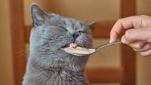 Как не разориться на питании кота?!