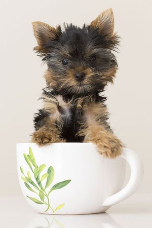 Новый тренд Tea Cup Dogs — мило или опасно?!
