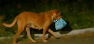 Нет, эта собака не украла мешок с мусором. Это то, от чего глаза, полные слез…