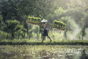 Рис вовсе не влаголюбивая культура, но почему тогда его выращивают в воде