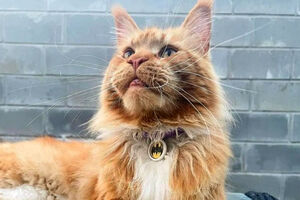 Похищенный кот из Бучи проделал долгий путь, но наконец-то вернулся к хозяевам
