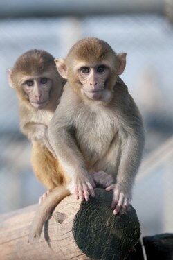 ВОЗ бьёт тревогу из-за распространения оспы обезьян