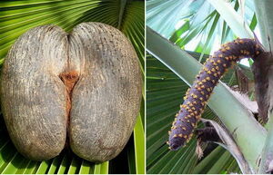 Коко-де-мер - загадочный орех, который первооткрыватели приняли за тот самый запретный плод