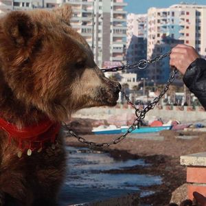 В Албании спасли медведя с кольцом в носу, которого использовали для развлечения туристов