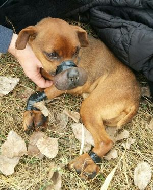 Спасенный пес с перемотанными скотчем лапами и мордой получил именную партию игрушек