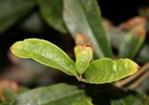 Причины засыхания кончиков листьев у домашних растений и как это исправить