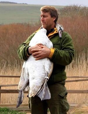 Удивление у пользователей сети вызвали снимки спасённого лебедя и британского телеведущего Ричарда Виза