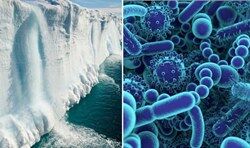 В Антарктиде обнаружены бактерии с генами устойчивости к антибиотикам
