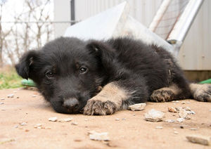 У заводчика в жутких условиях содержалось почти 300 собак. Но этот щенок особенно нуждался в помощи!
