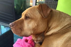 Спасенная собака ждала всю жизнь, чтобы позаботиться о котенке.