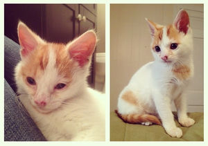 25+ фото «до и после», что делает любовь с кошками!