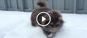 Любовь этой норвежской лесной кошки к снегу не знает границ! Умилительное зрелище!