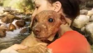 История спасения тяжело больного пса, который жил в кладовке…