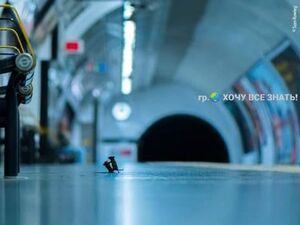 Лучший снимок дикой природы за 2019 год: драка мышей в метро