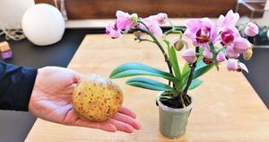 Подкармливаю орхидею картофелем дважды в месяц, и она цветёт как никогда раньше