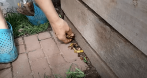 Простой и проверенный способ побороть садовых муравьев без химии
