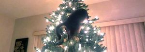 Все виды атак кошек на новогодние елки