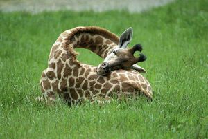 9 редчайших фотографий, позволяющих наконец-то узнать, как спит жираф