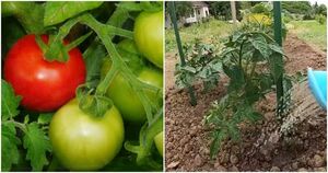 Удвойте урожай томатов и других овощей без химии
