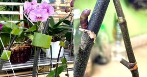 Простой способ поможет оживить орхидею и получить пышное цветение