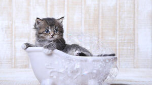 Как правильно помыть кота: выбор шампуня и пошаговая инструкция