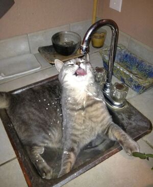 18 забавных кошек, которые обожают водные процедуры