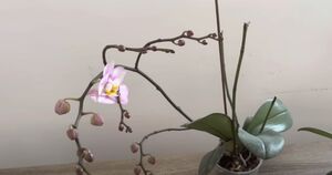 Здоровые и цветущие орхидеи: простая хитрость после завтрака