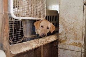 48 собак, спасенных от ужасных заводчиков, теперь в безопасности!