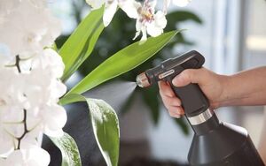 Янтарная кислота для выращивания капризных орхидей: как грамотно применять