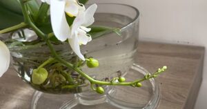 Великолепные орхидеи, здоровые и цветущие: выращивание без грунта