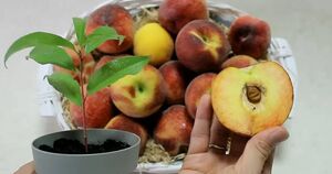 Персиковая косточка даст росток за 15 дней. Вырастите персиковое дерево без труда