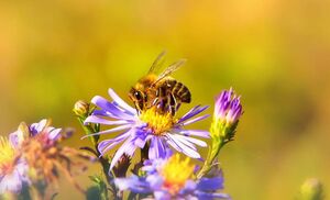 2 июля 2022 — что нельзя делать в день Зосимы Пчельника, что можно делать, народные приметы