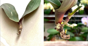 Самый простой и быстрый способ оживить маленькие орхидеи без корней