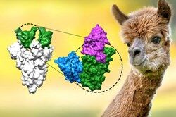 Ученые: Иммунные молекулы ламы защищают от широкого спектра вирусов