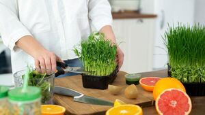 Микрозелень: чем она полезна и как вырастить дома