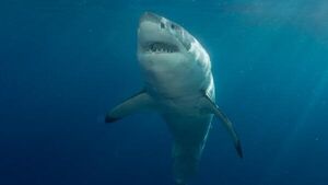 Оценена вероятность нападения акул на отдыхающих в Крыму