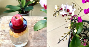Яблочная кожура — натуральная находка для орхидей. Множество цветов и новых корней