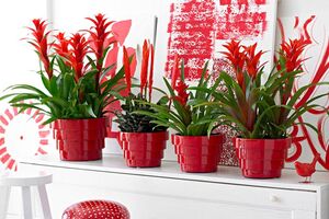 Все комнатные растения с красными цветами